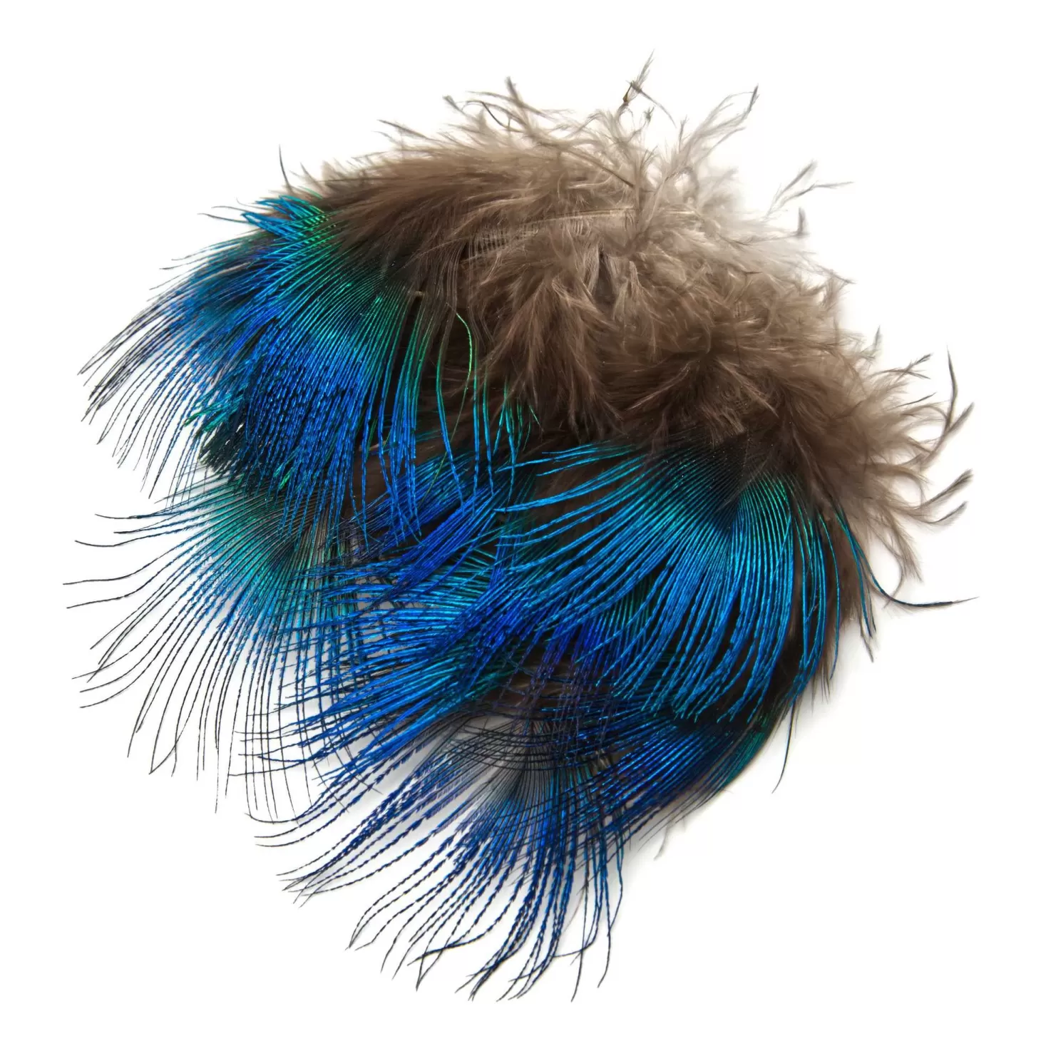 Hareline Blue Peacock Feathers