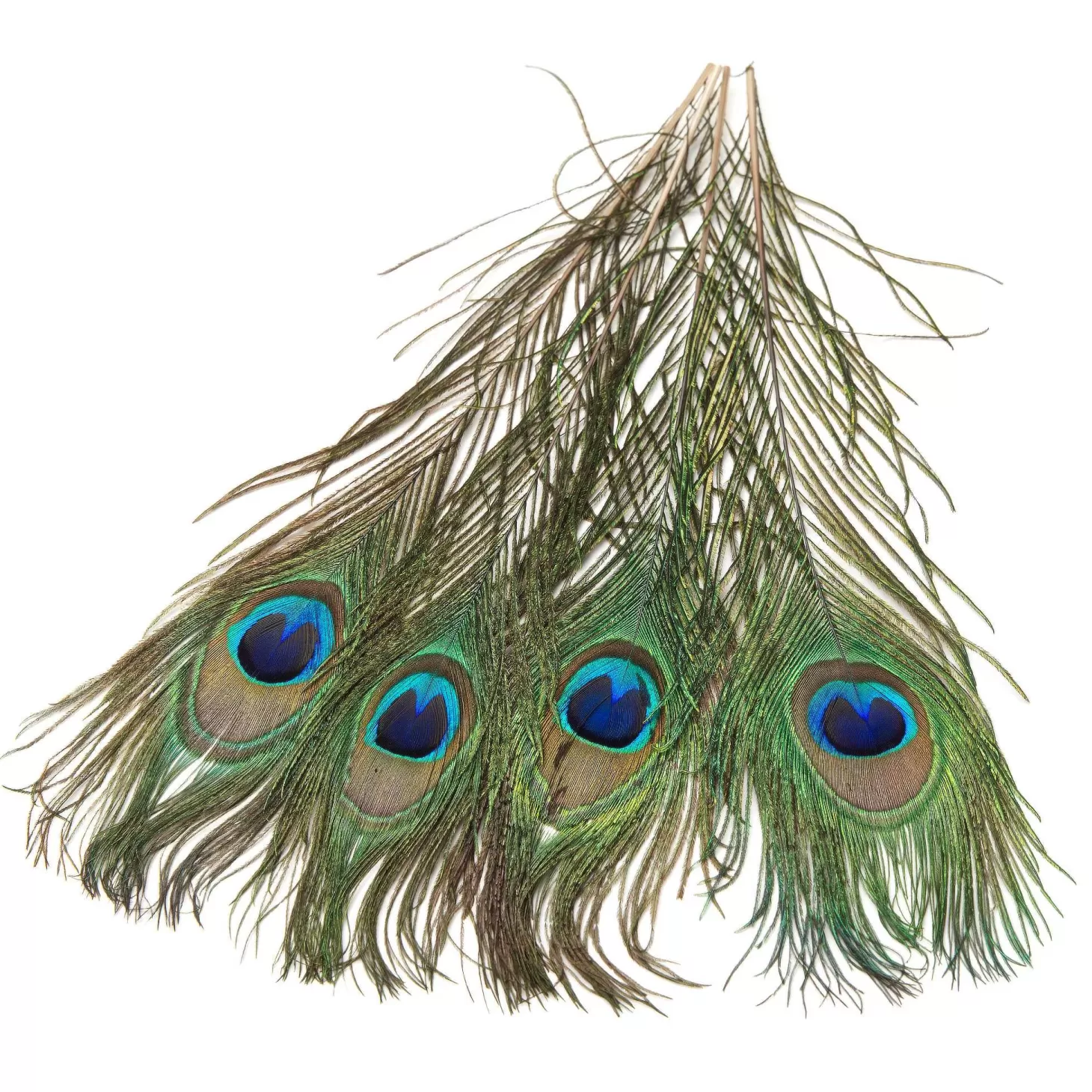 Hareline Peacock Eyed Sticks